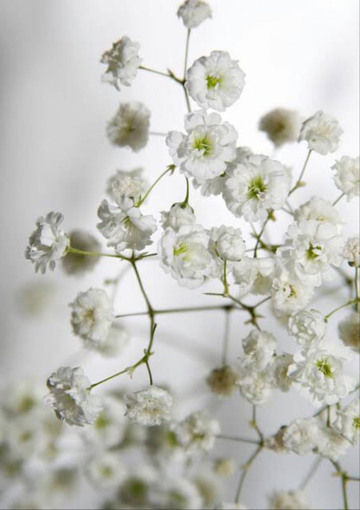 Маленькие белые цветы - 56 фото