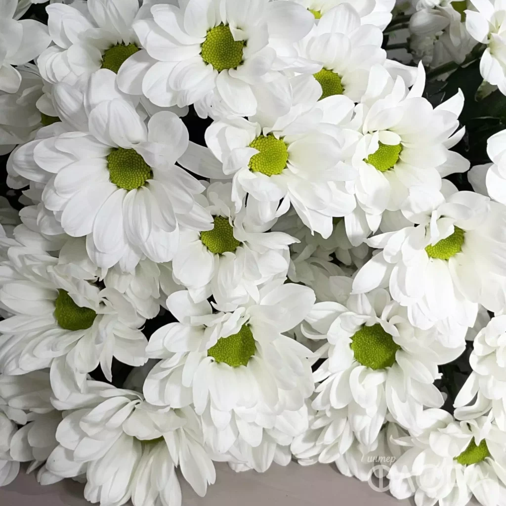 Белые хризантемы ромашки от Интер-Флора