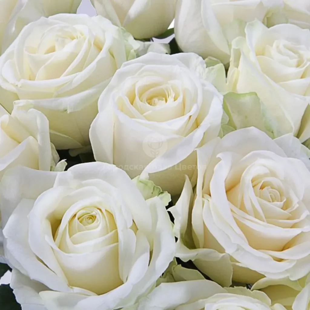 83 белые розы (60 см) – купить оптом и в розницу в Москве и Московской  области – Городская База Цветов