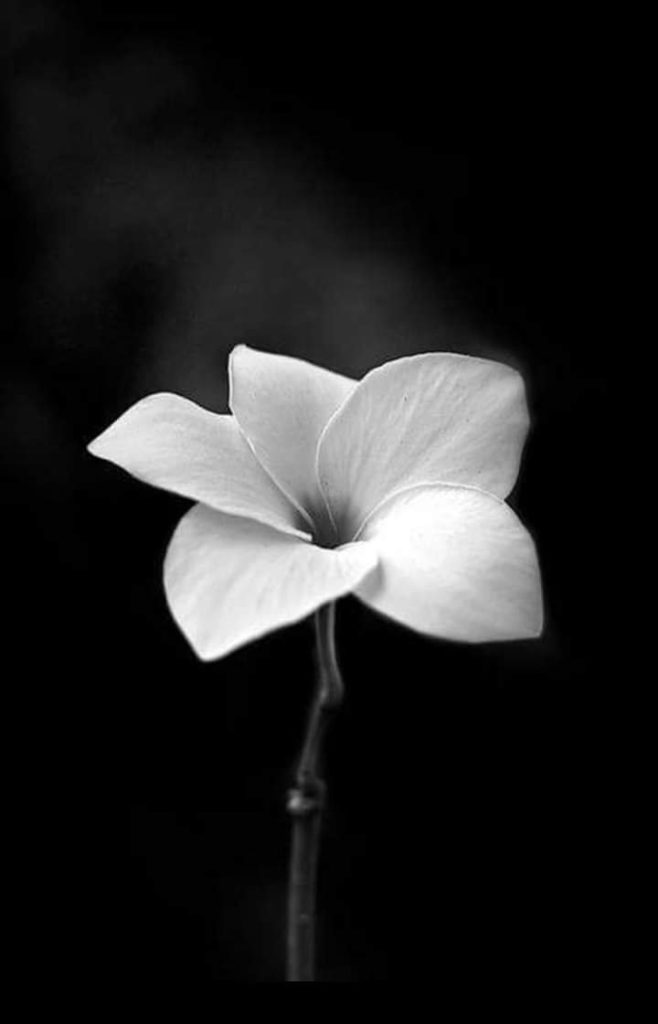 Чёрно белые цветы - 61 фото