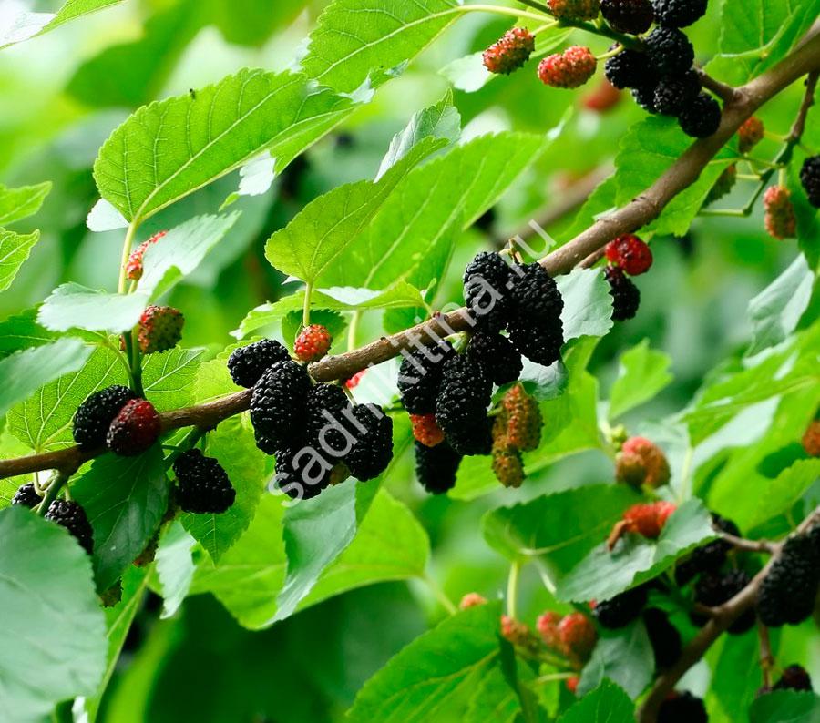 Шелковица белая (черные плоды) – ОПИСАНИЕ – купить в питомнике Игоря  Никитина «Сад Апогей»