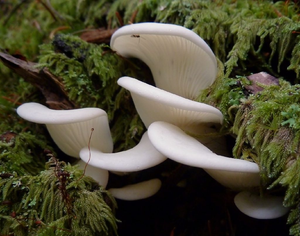 Плевроцибелла вытянутая (Pleurocybella porrigens) - Picture Mushroom